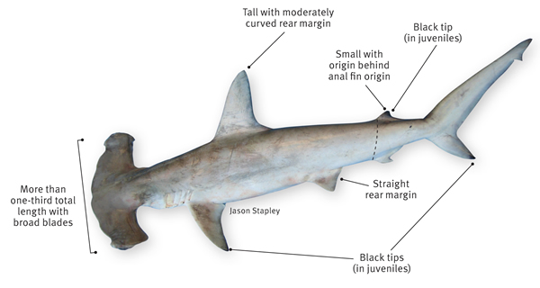 Hammerhead Shark Diet Facts